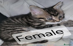 Mixed Breed cats for sale: Beautiful kittens for sale - Advert 1