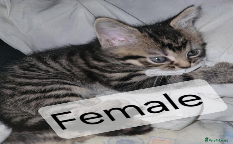 Mixed Breed cats Beautiful kittens for sale - Advert 1