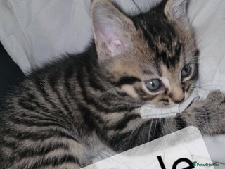 Mixed Breed cats for sale: Beautiful kittens for sale - Advert 1