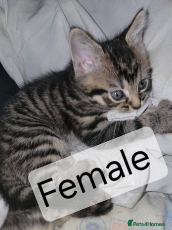 Mixed Breed cats Beautiful kittens for sale - Advert 1