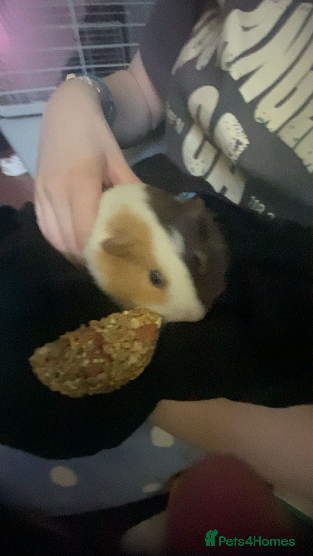 Guinea Pig rodents for sale: Milkshake and Mars looking for a loving home - Image 5