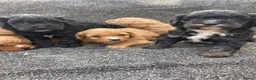 Cavapoo dogs for sale: F1 Health tested Cavapoo puppies  - Advert 13