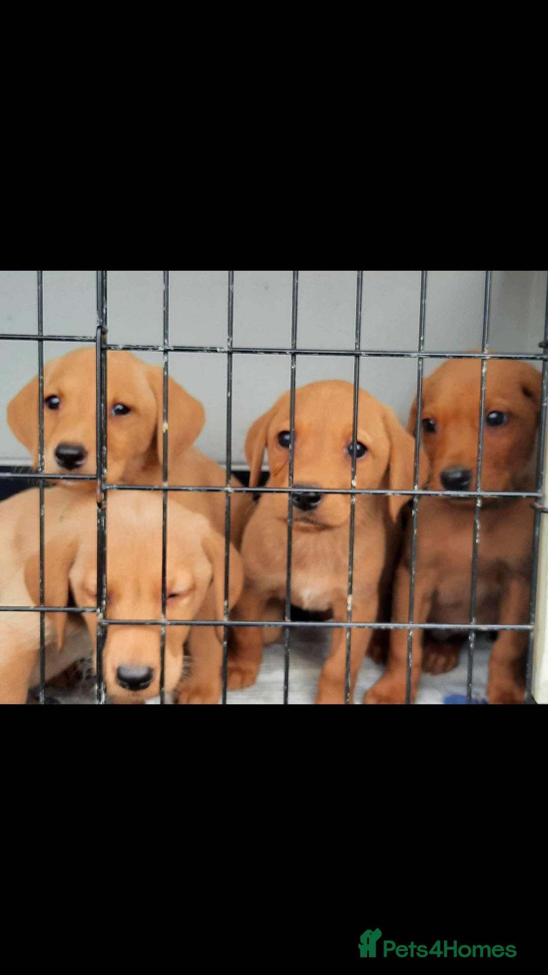 Labrador Retriever dogs for sale: Stunning litter of KC FOX RED PUPPYS  - Advert 13