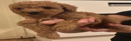 Cockapoo dogs for sale: Beautiful litter of Cockapoos for sale  - Advert 13