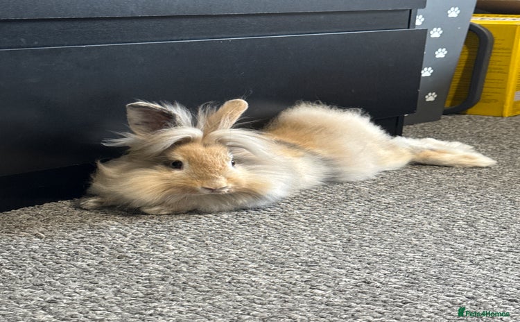 Angora rabbits - Advert 1