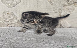 Persian cats for sale: PersianXTortoiseshell Crossbreed Kittens - Image 1