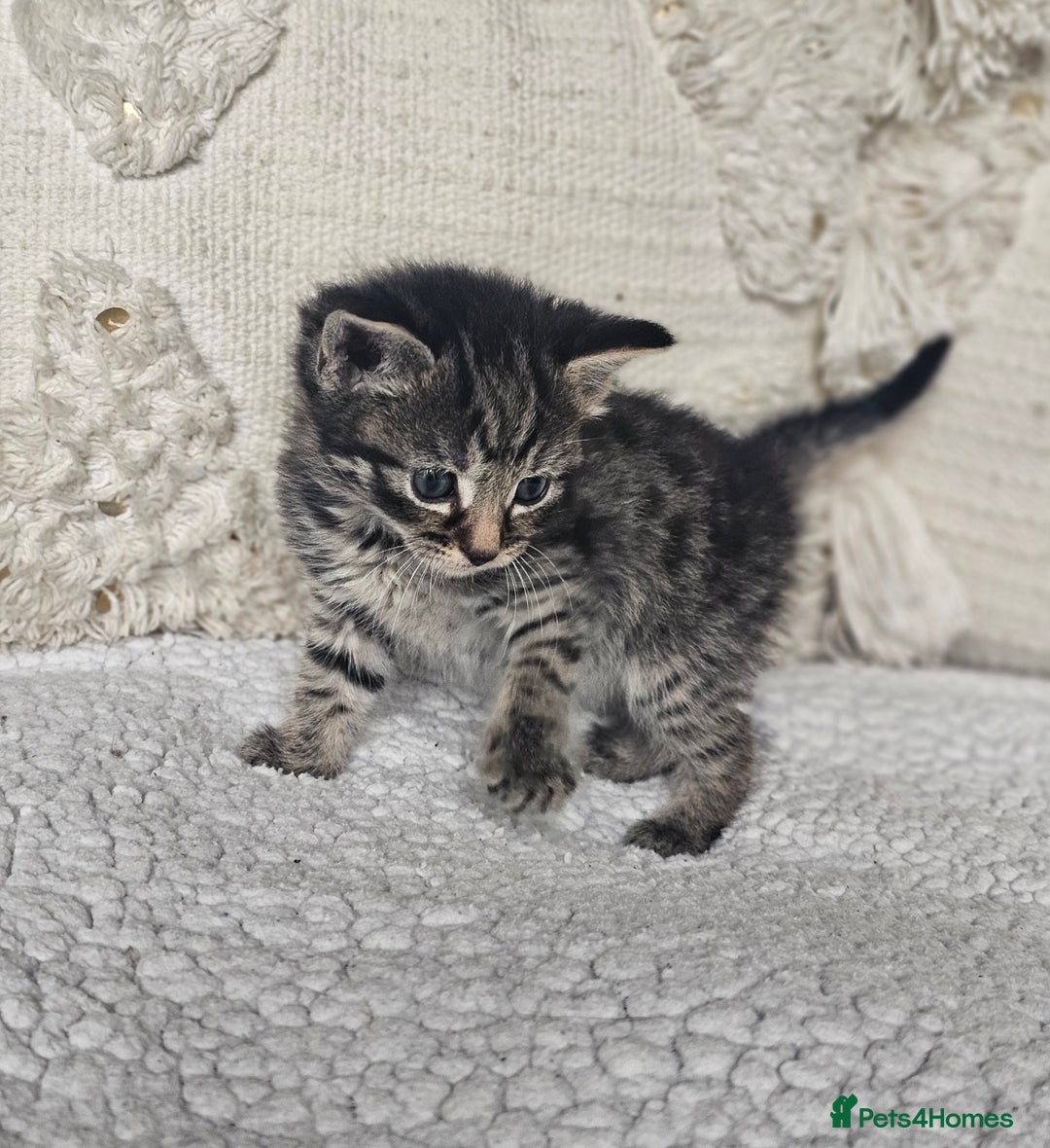 Persian cats for sale: PersianXTortoiseshell Crossbreed Kittens - Image 1