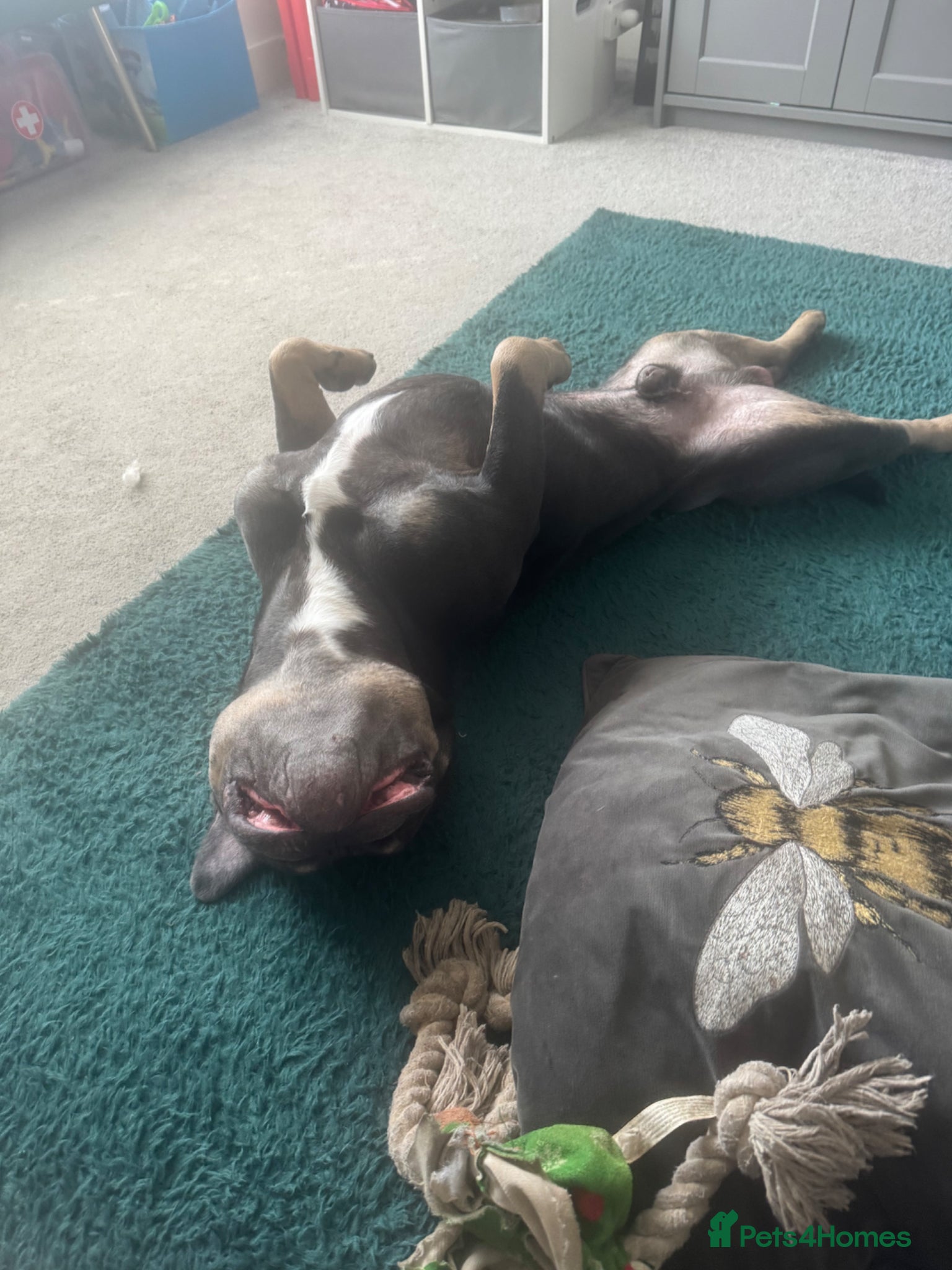 Mixed Breed dogs for sale: One year old French x olde English bulldog in Knaresborough - Advert 3
