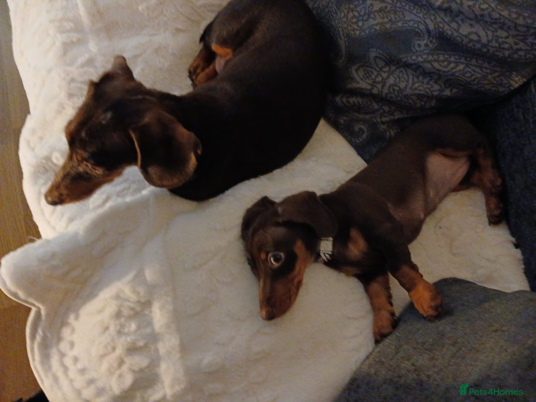 Dachshund dogs for sale: Miniature short hair daschund puppies  - Image 2