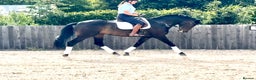Westphalian horses for sale: Franz - Top class youngster - Advert 4