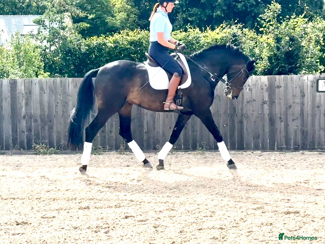 Westphalian horses for sale: Top class youngster - Image 4