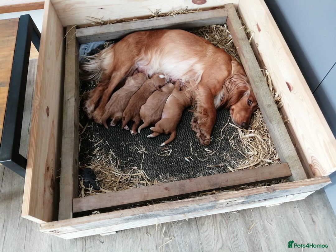 Cocker Spaniel dogs for stud: KC Working Cocker Spaniel Health Tested  - Advert 20