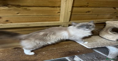 Ragdoll cats Adult  mink ragdolls  - Advert 1
