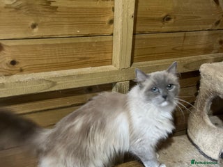 Ragdoll cats - Advert 11