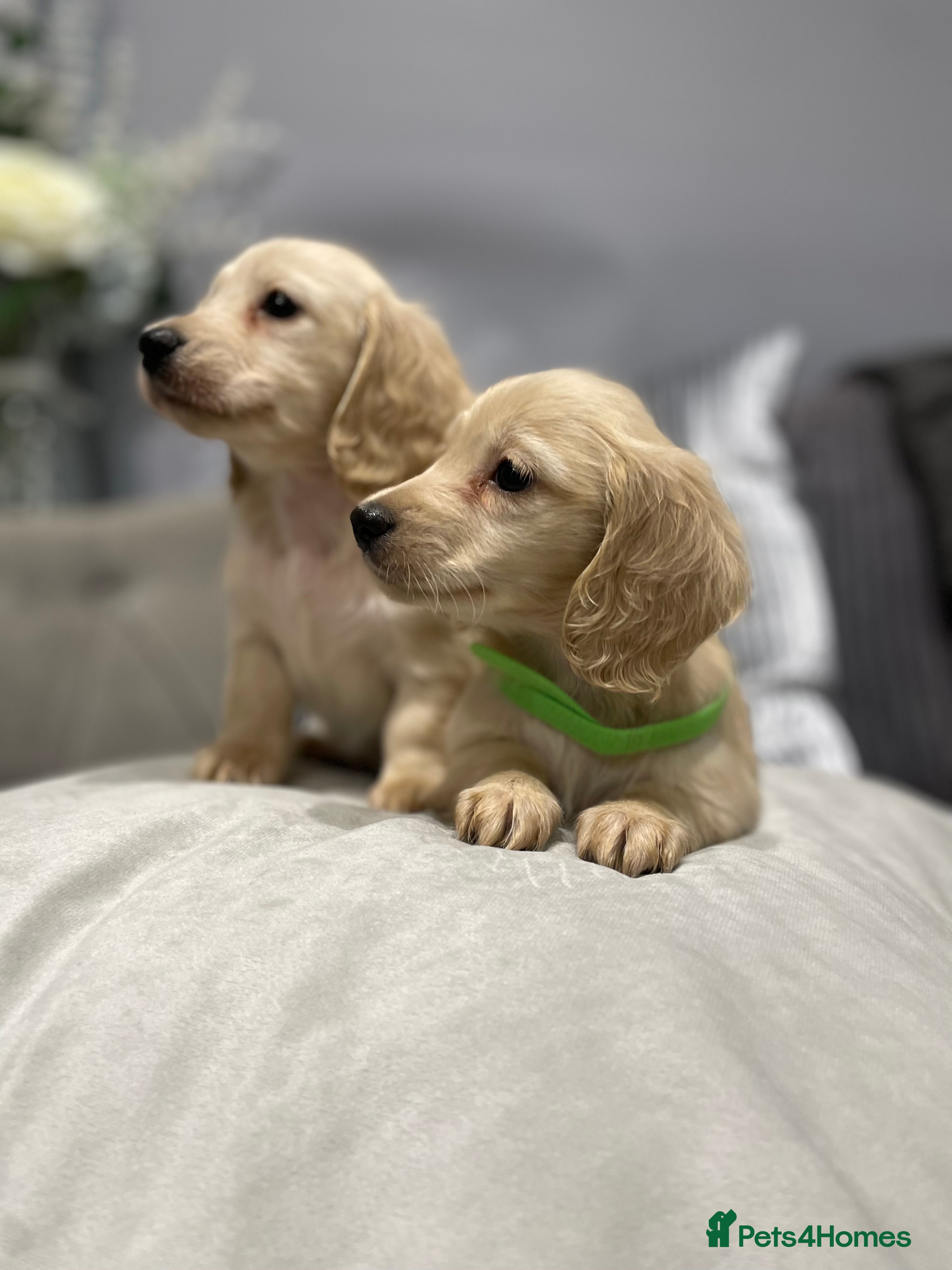 Miniature Dachshund dogs  miniature long-haired dachshunds english cream  - Advert 3
