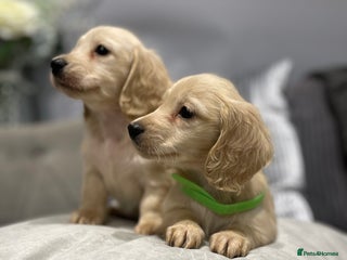 Miniature Dachshund dogs miniature long-haired dachshunds english cream - Advert 3