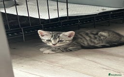 Russian Blue cats for sale: Silver tabby black tabby kittens  - Image 2