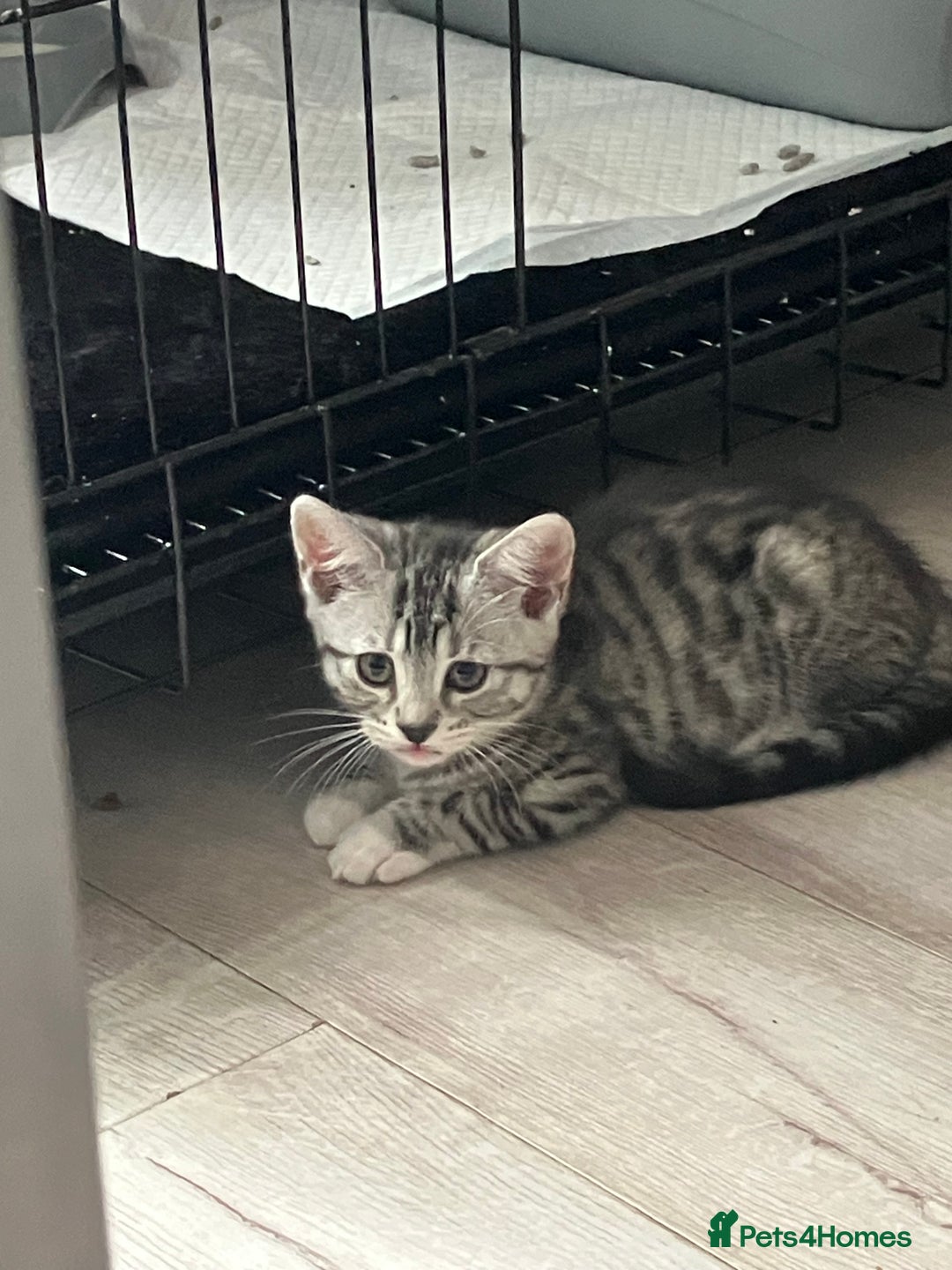 Russian Blue cats for sale: Silver tabby black tabby kittens  - Image 2