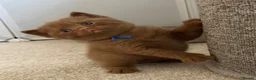 British Shorthair cats for sale: Cinnamon and Chocolate British Shorthair  - Advert 13