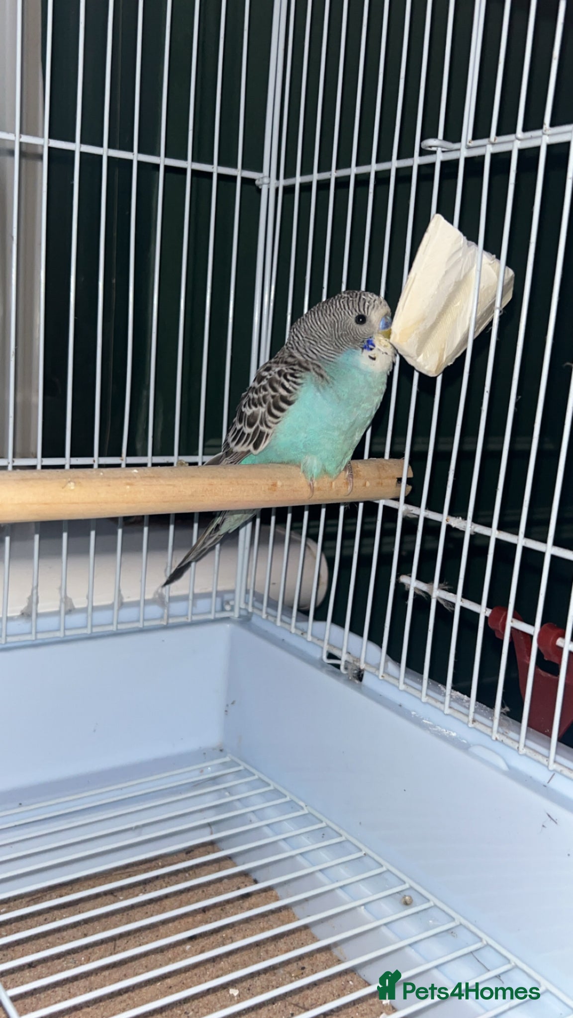 Budgerigars birds Blue baby budgie / male - Advert 1