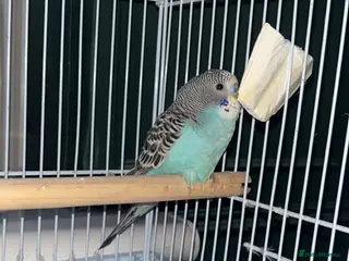 Budgerigars birds Blue baby budgie / male - Advert 1