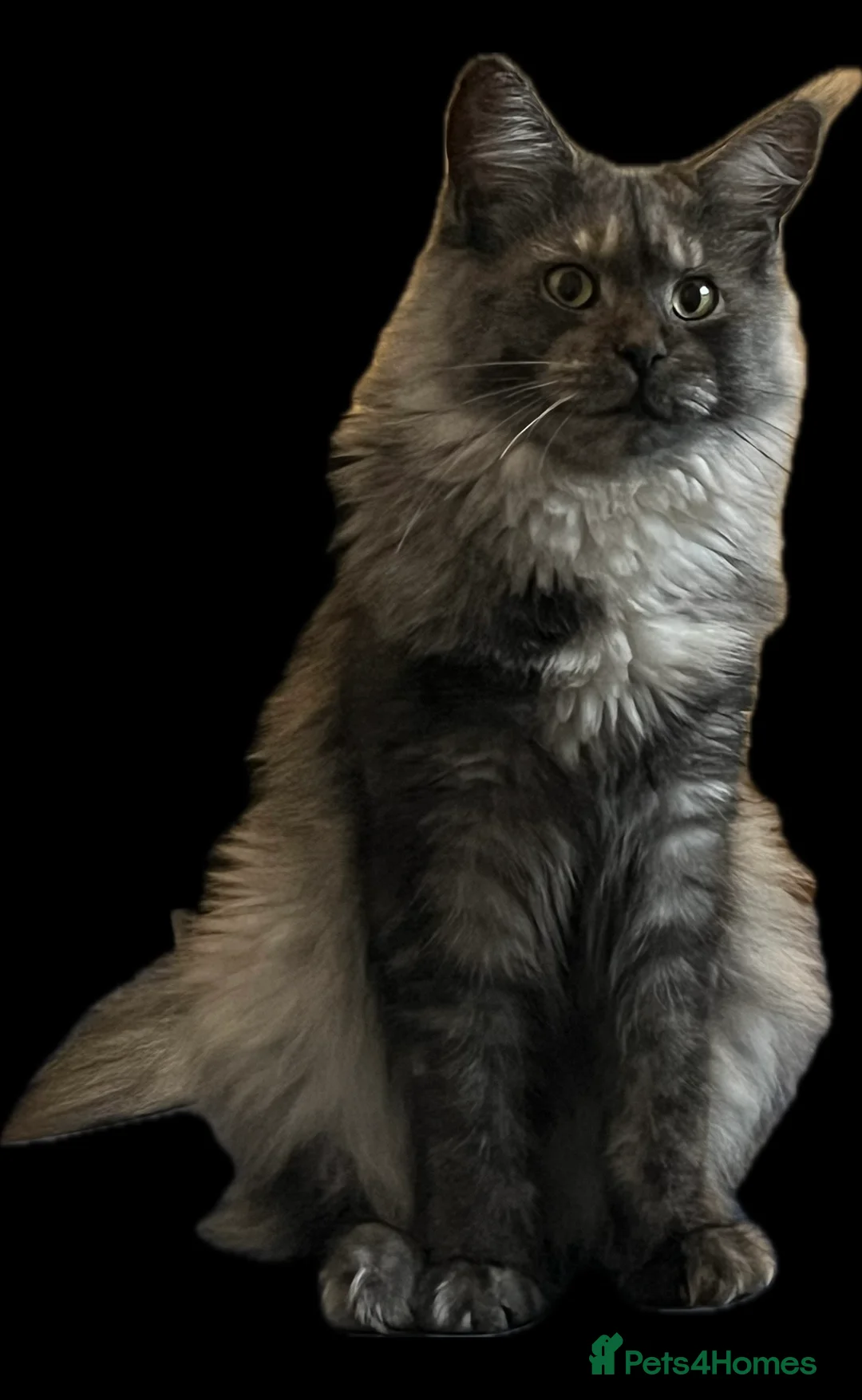 Maine Coon cats for sale: Active Black Smoke Shaded Queen For Sale - Advert 2