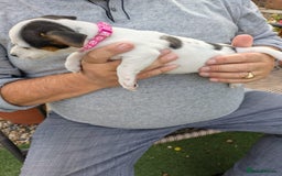 Jack Russell dogs for sale: Jack Russel puppies  - Image 3