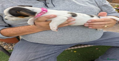 Jack Russell dogs - Advert 5