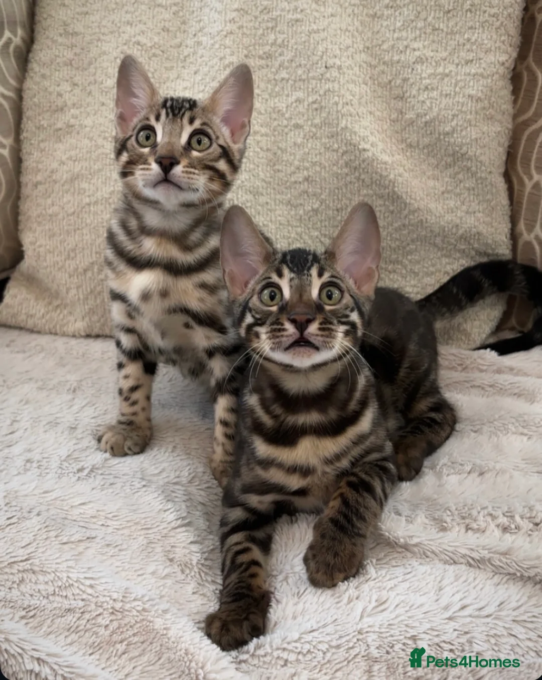 Bengal cats for sale: 🌟pedigree bengal kittens🌟 - Advert 6
