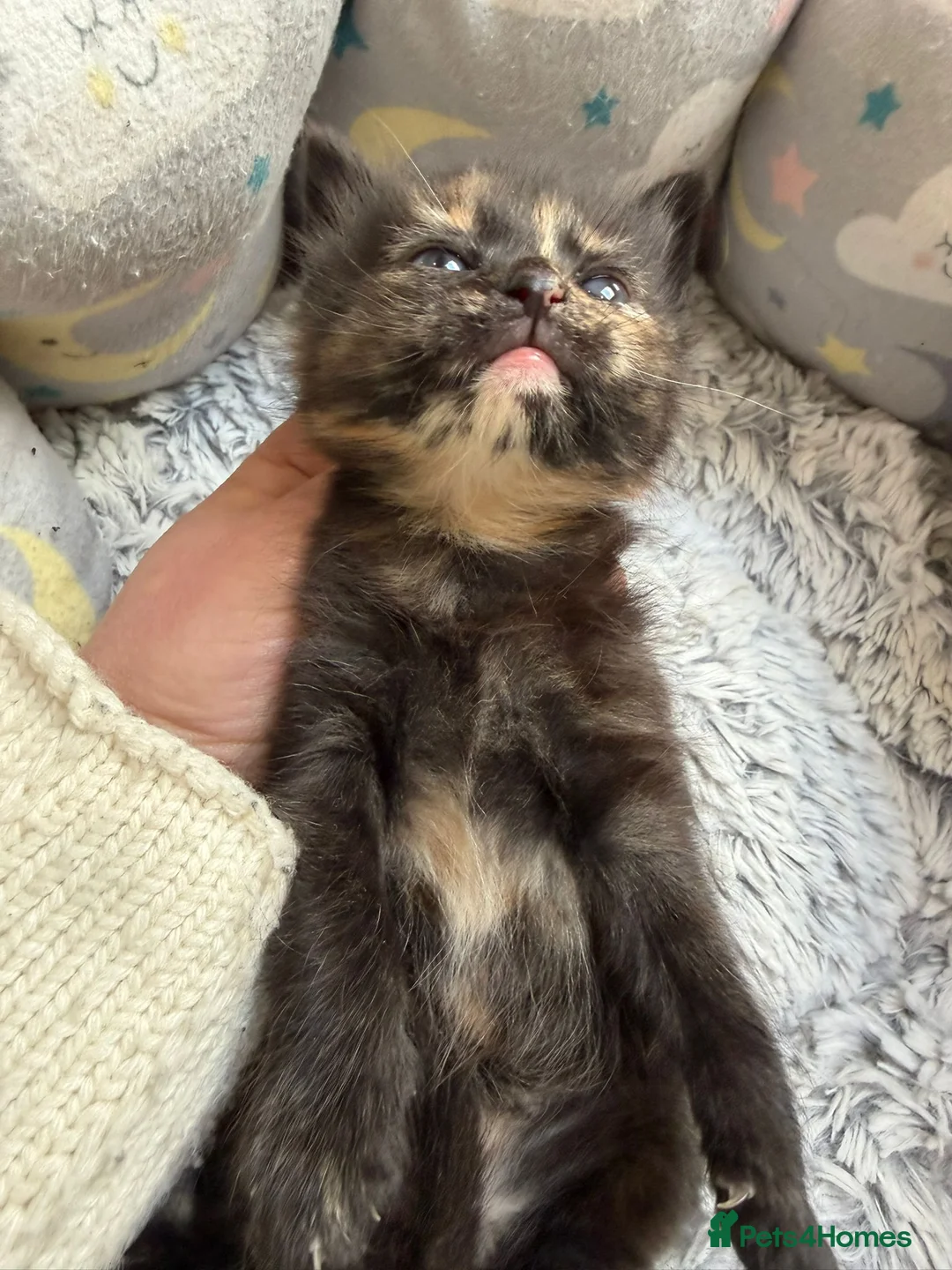 Mixed Breed cats for sale: Beautiful Maincoon X Selkirk Rex GIRLS - Advert 13