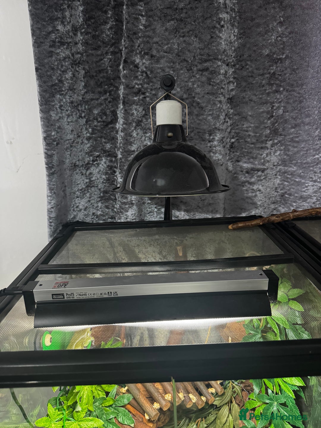 Frog reptiles for sale: 4 whites tree frog and enclosure - Advert 8