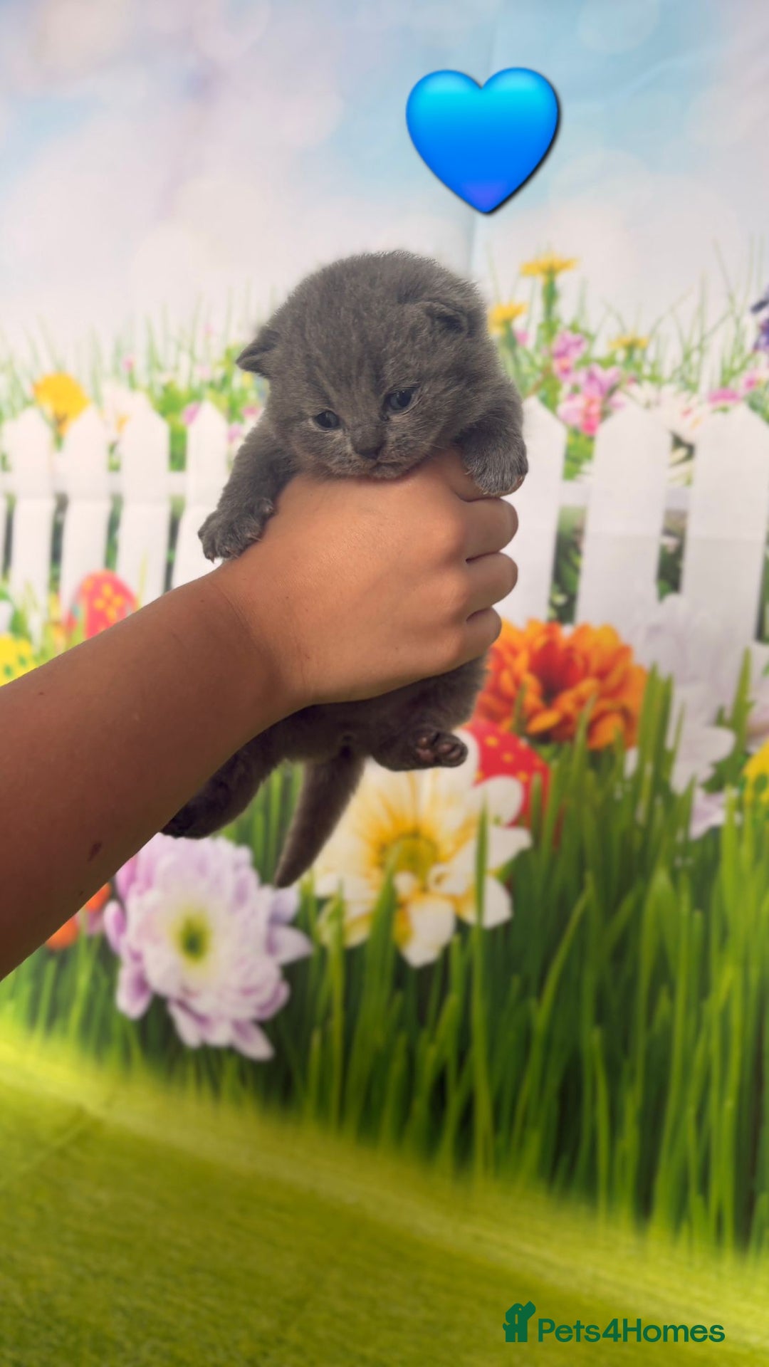 British Shorthair cats for sale: British Shorthair Kittens  - Image 10