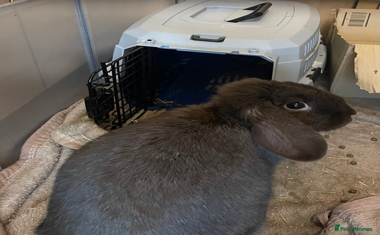 English Lop rabbits - Advert 4