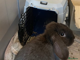 English Lop rabbits - Advert 3