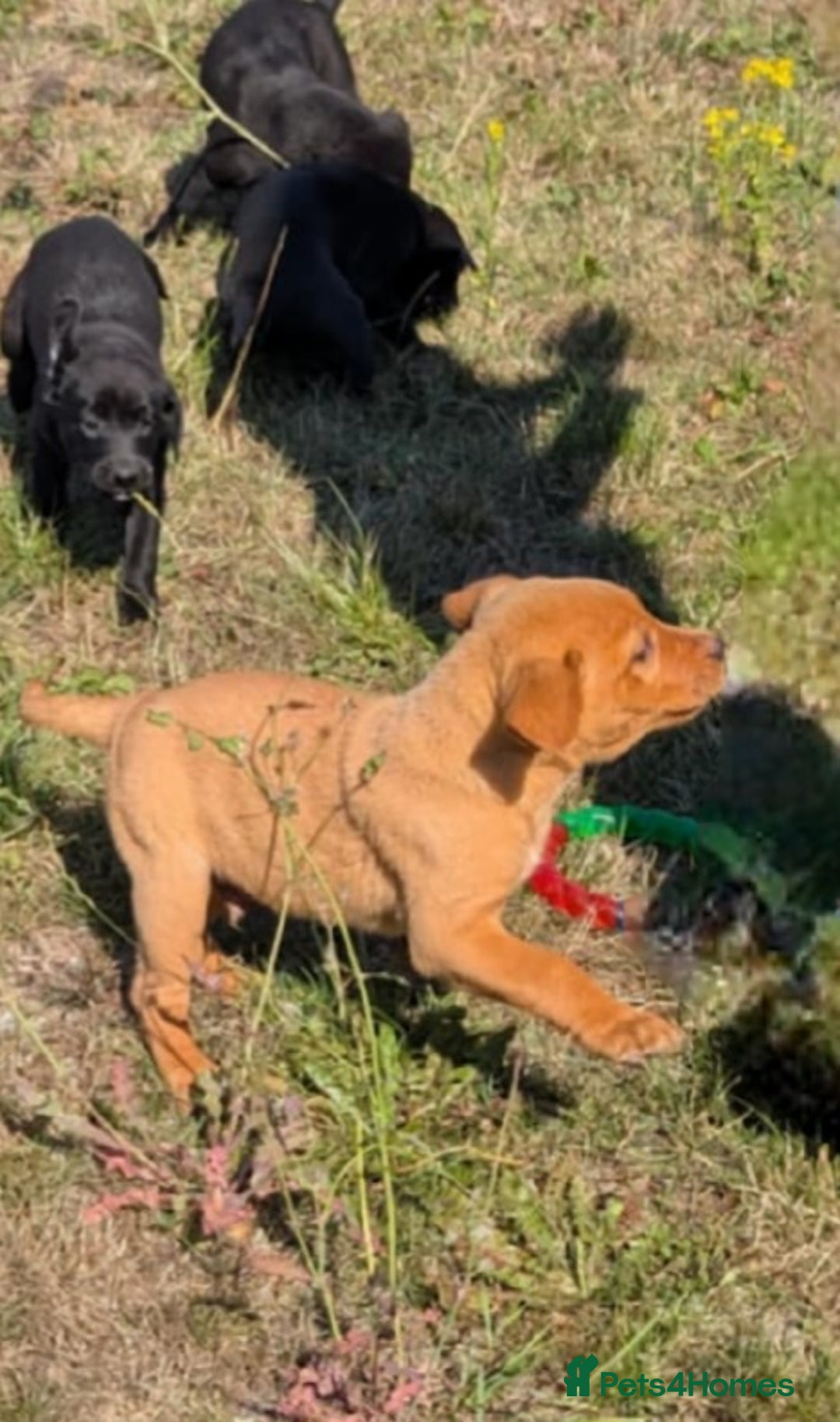 Labrador Retriever dogs for sale: Labrador puppies - Image 2
