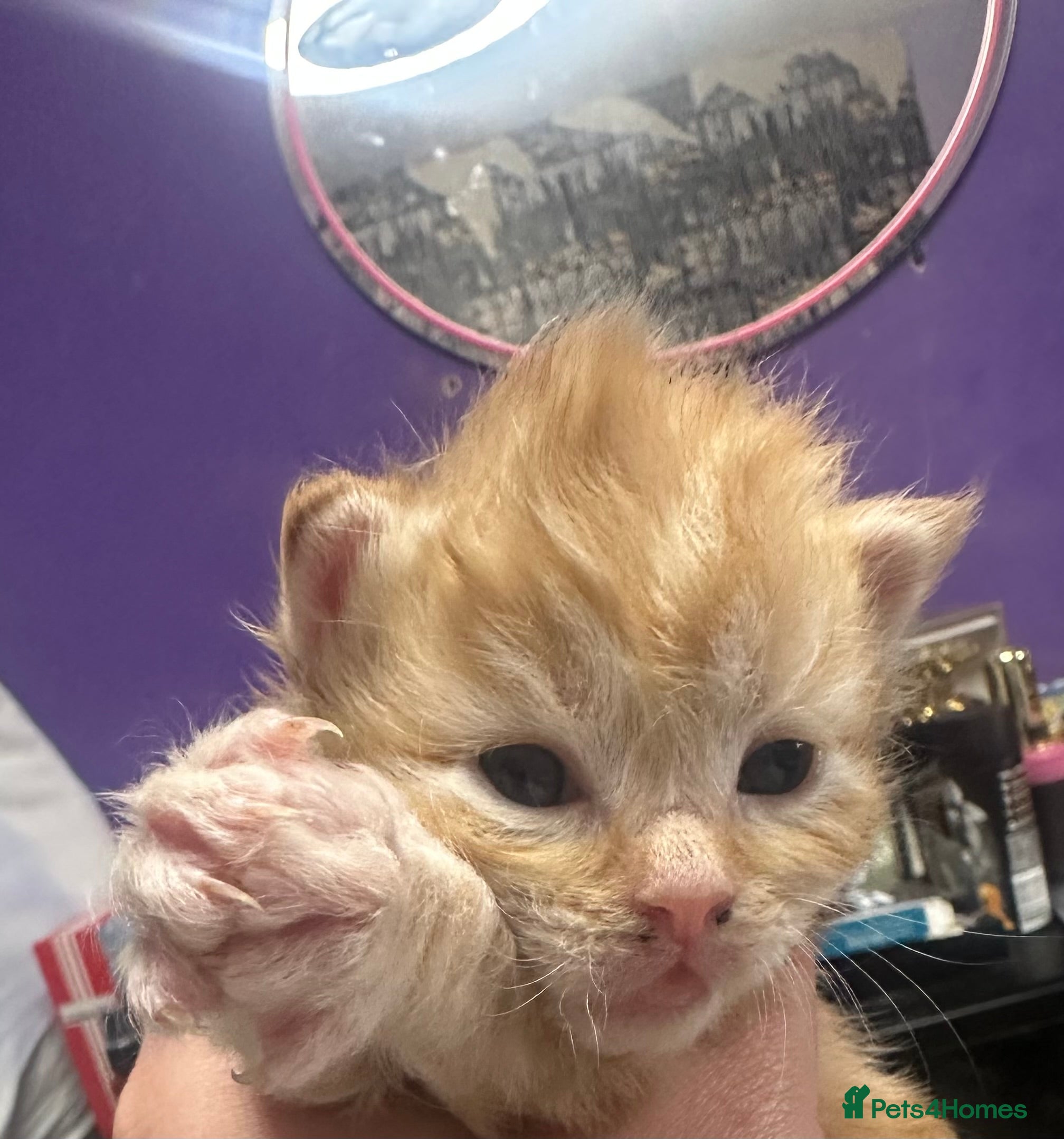 Mixed Breed cats Final ginger boy looking for forever home🐾 - Advert 15