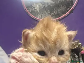 Mixed Breed cats Final ginger boy looking for forever home🐾 - Advert 15