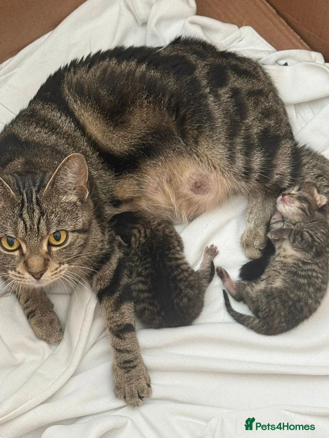 British Shorthair cats for sale: British shorthair Kittens - Advert 1