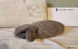 Mini Lop rabbits for sale: Stunning Mini Lop Bucks  - Image 3