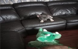 French Bulldog dogs for sale: Male French bulldog puppy - Image 8