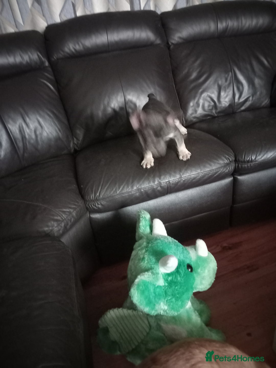 French Bulldog dogs for sale: Male French bulldog puppy - Image 8
