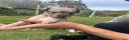 Mixed Breed dogs for sale: Bedlington Whippet Puppies 🐶🐾🐾 - Advert 16