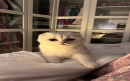 Scottish Fold cats for sale: Scottish fold (triple fold) - Image 1