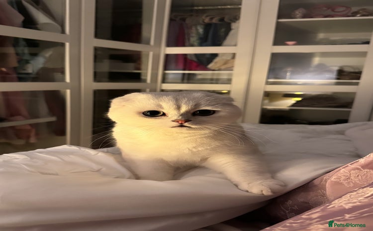 Scottish Fold cats - Advert 14