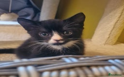 Mixed Breed cats for sale: Kittens - Image 2
