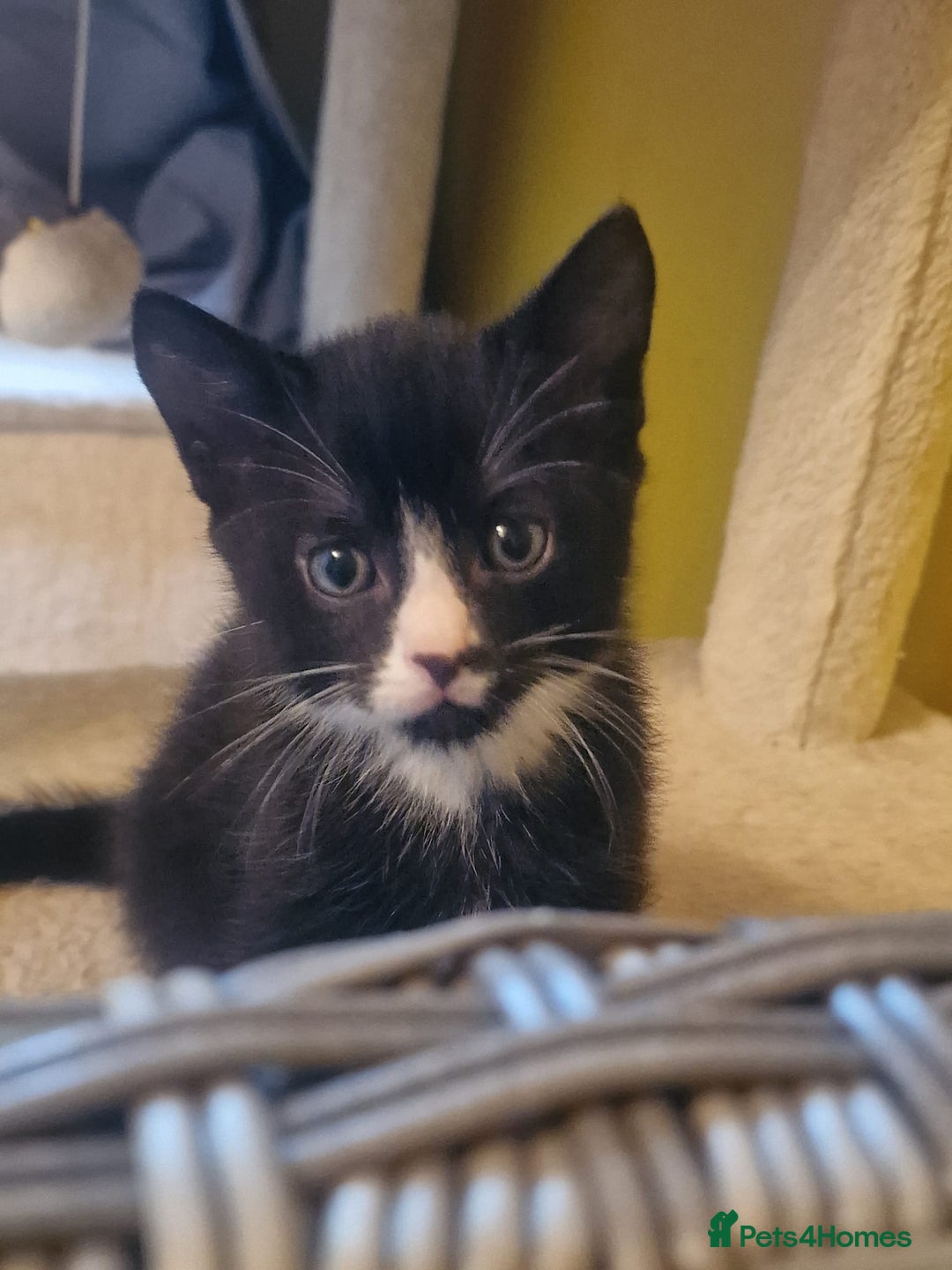 Mixed Breed cats for sale: Kittens - Image 2