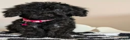Cavapoochon dogs for sale: Extensively Tested Cavapoochons Fully Vaccinated  - Advert 13