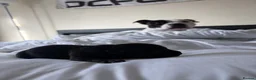 Staffordshire Bull Terrier dogs for sale: Beautiful Staffordshire Bull Terrier Pups - Advert 6