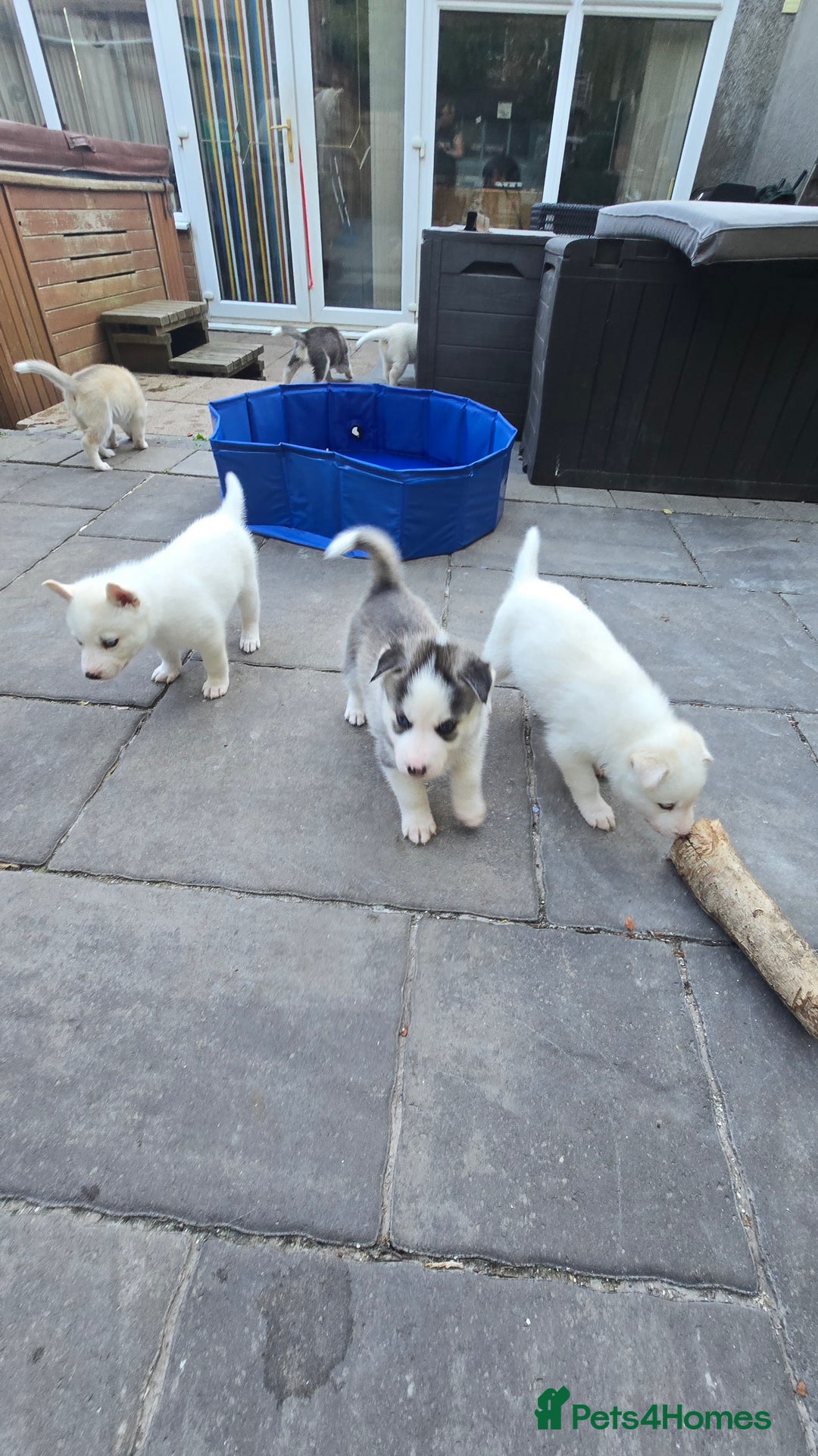 Siberian Husky dogs for sale: Siberian husky pups  - Image 19