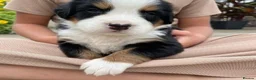 Bernese Mountain Dog dogs for sale: TITTLE....Beautiful Bernese Mountain Dog Puppies in Manchester - Advert 3